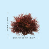Sea Lily - Dimensions