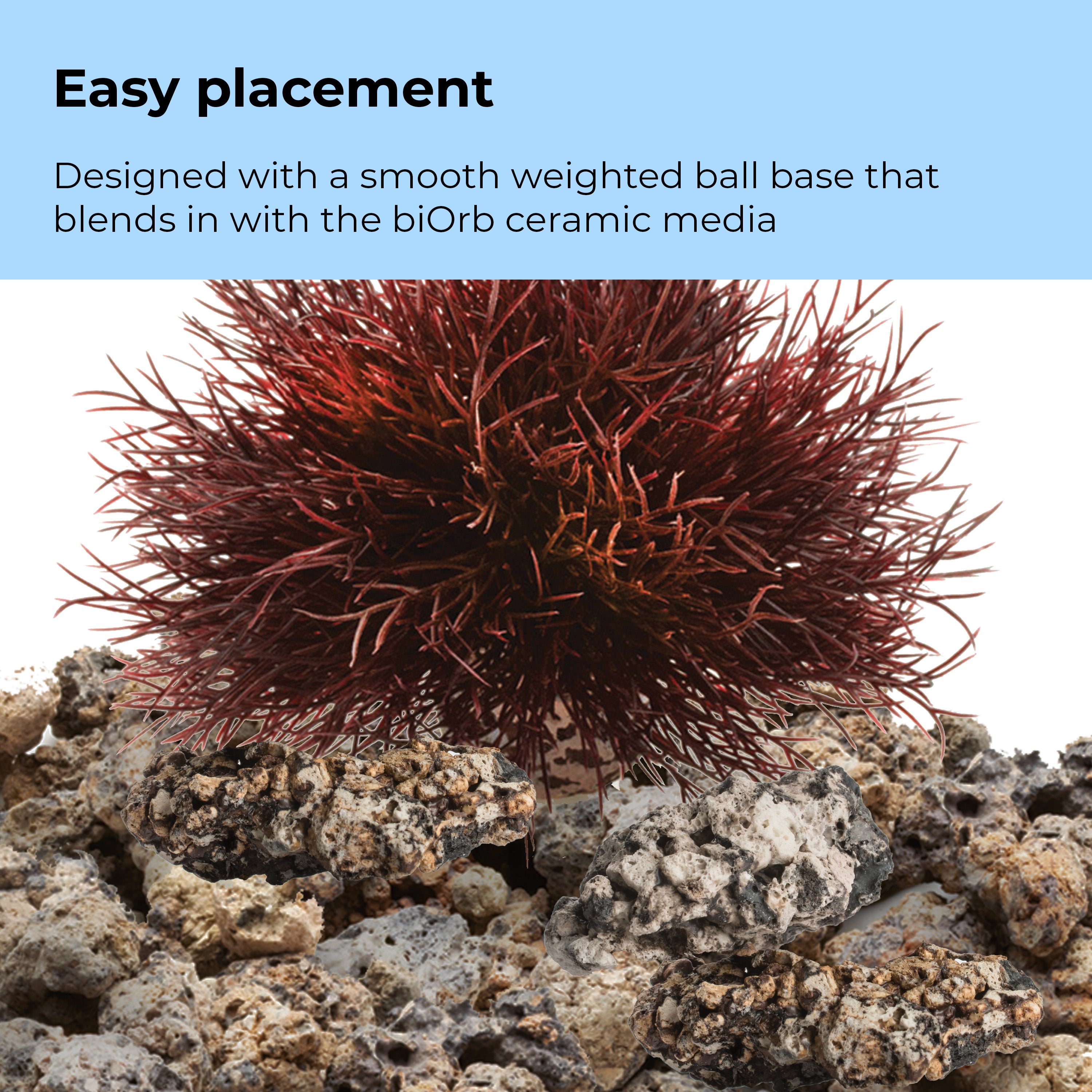 Sea Lily - Easy placement