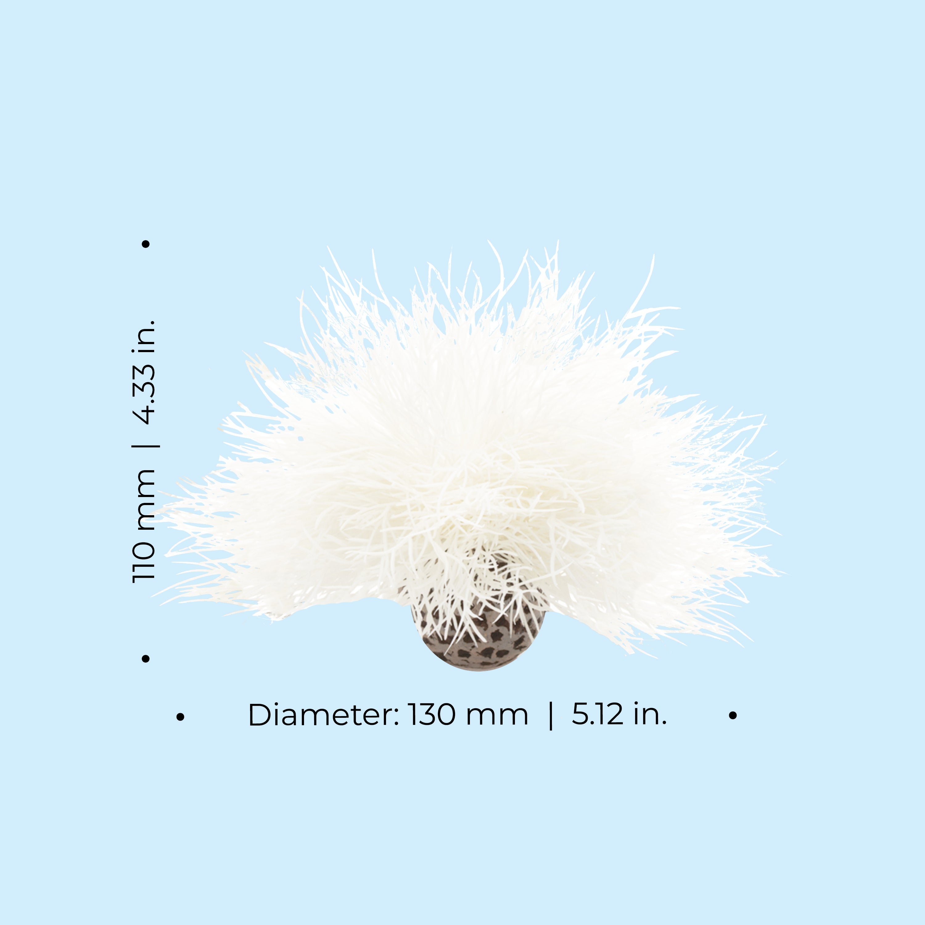 Sea Lily - Dimensions