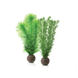 Small Green Feather Fern Plant Set
