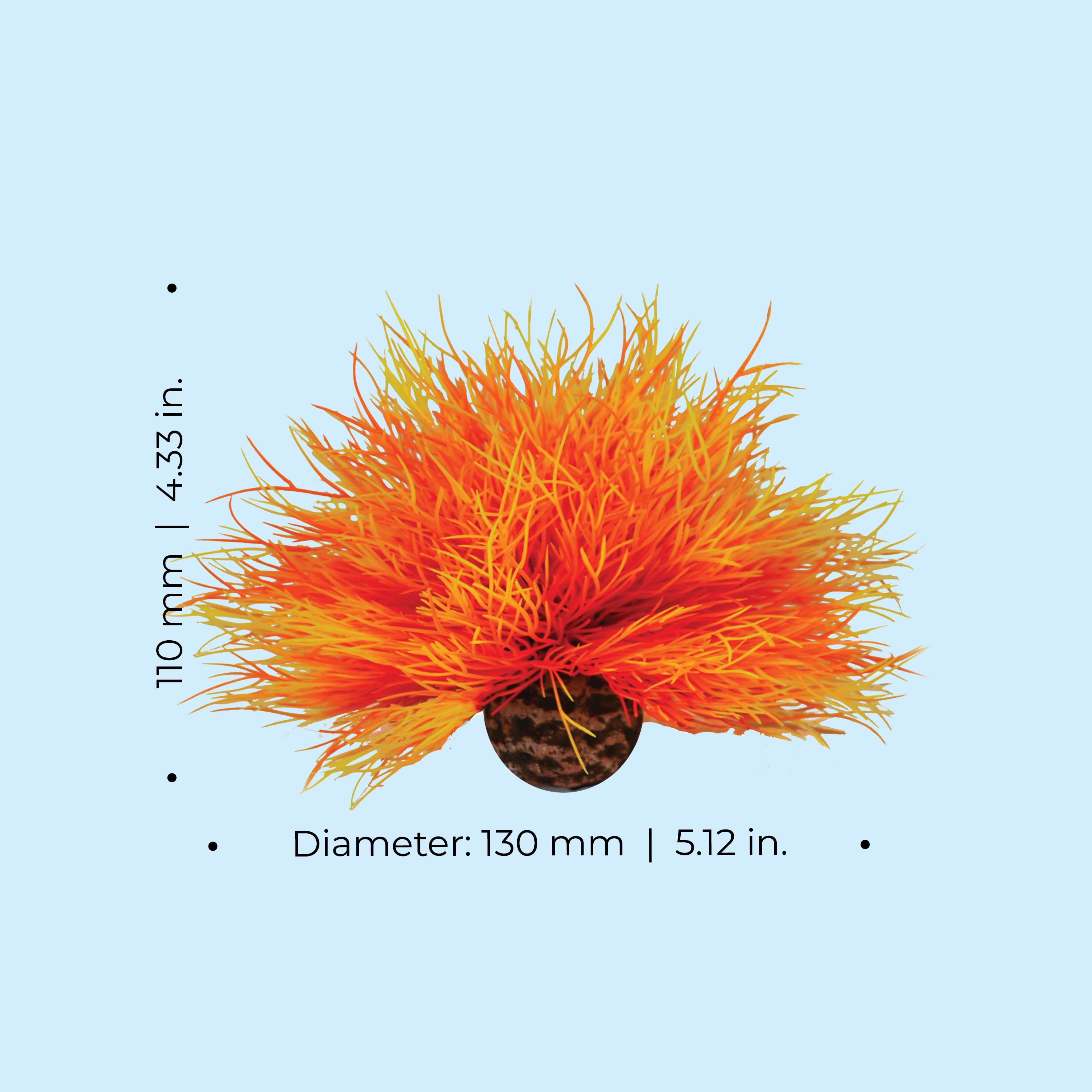 Sea Lily - Dimensions
