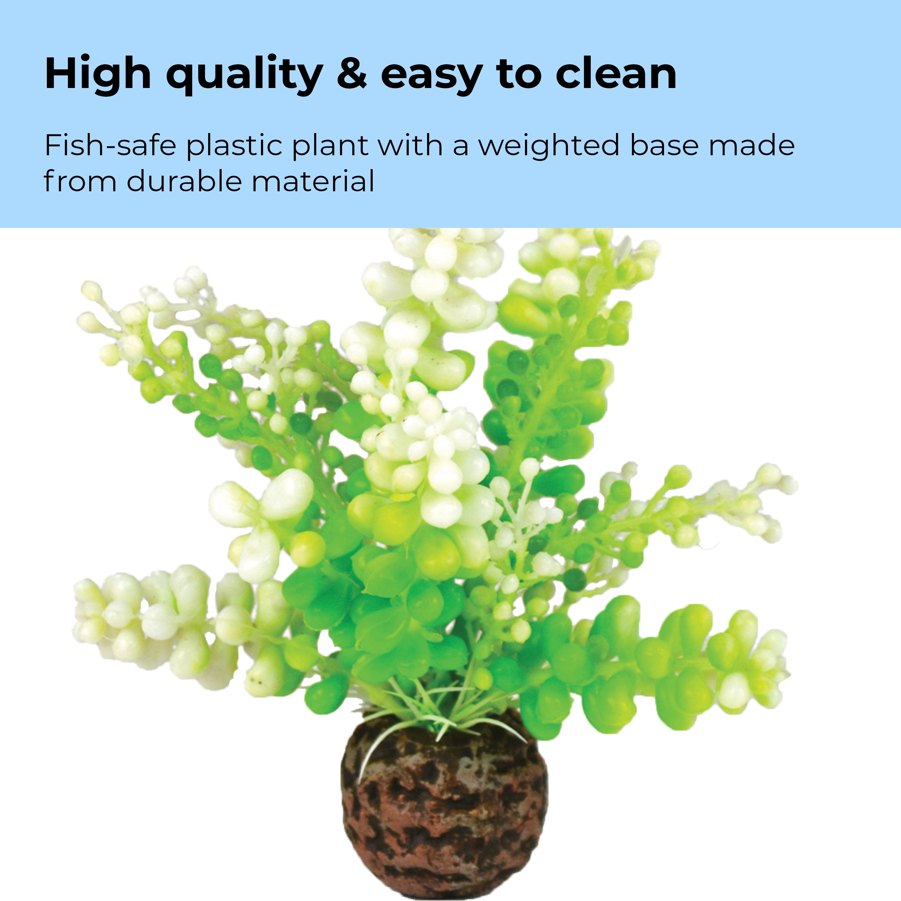 Green Caulerpa - High quality & easy to clean