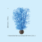 Small Sea Fan - Dimensions