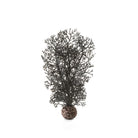 Small Sea Fan - Black