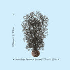 Small Sea Fan - Dimensions