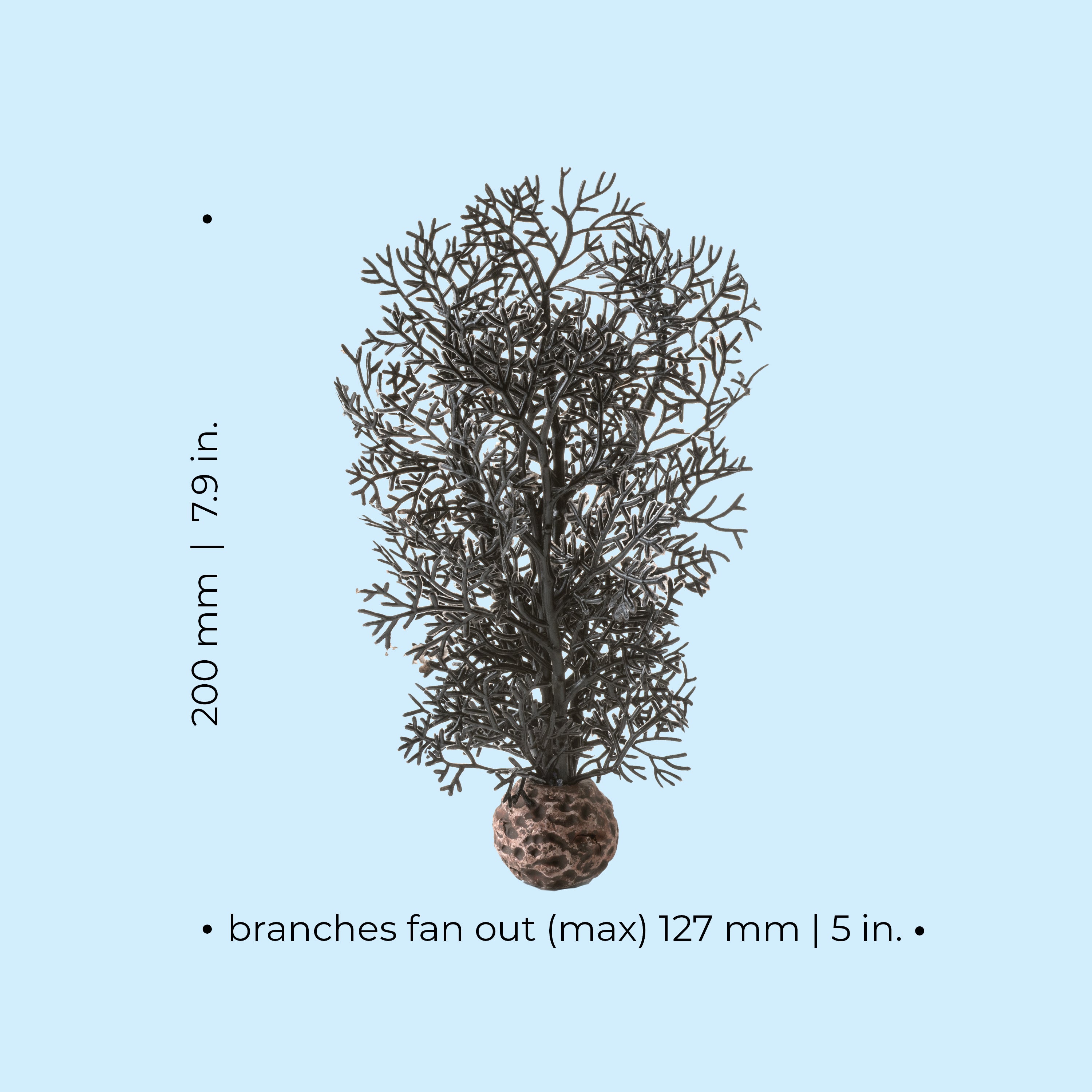 Small Sea Fan - Dimensions