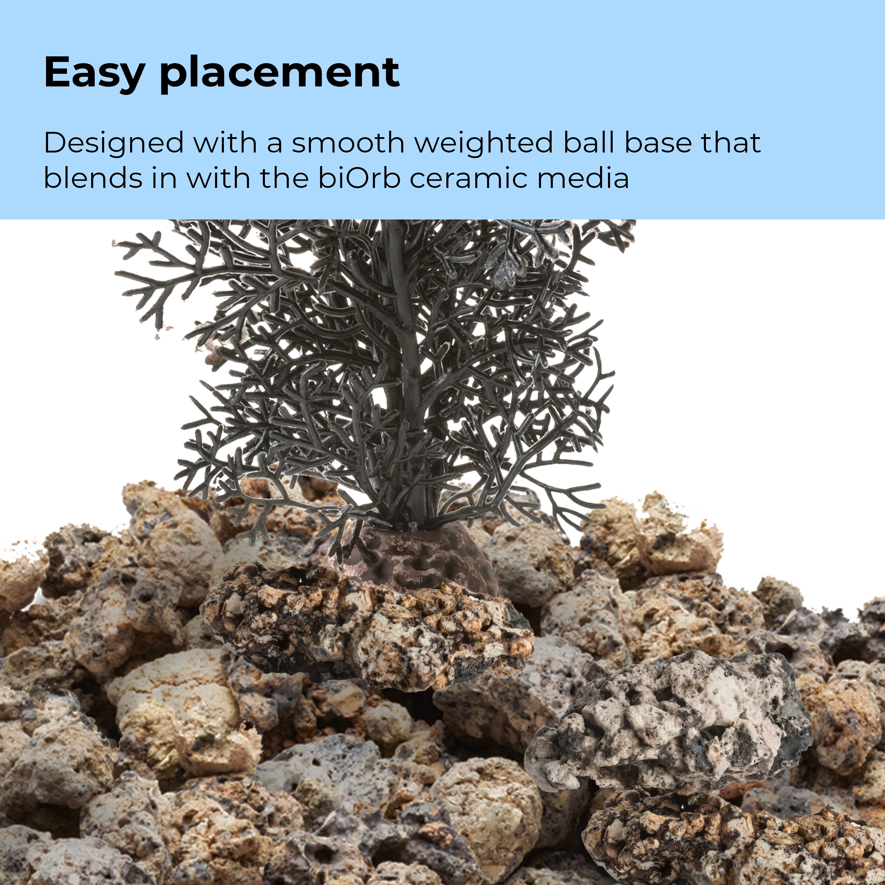 Small Sea Fan - Easy placement