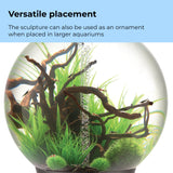 Small Grass Ring can be used as an ornament in larger aquariums