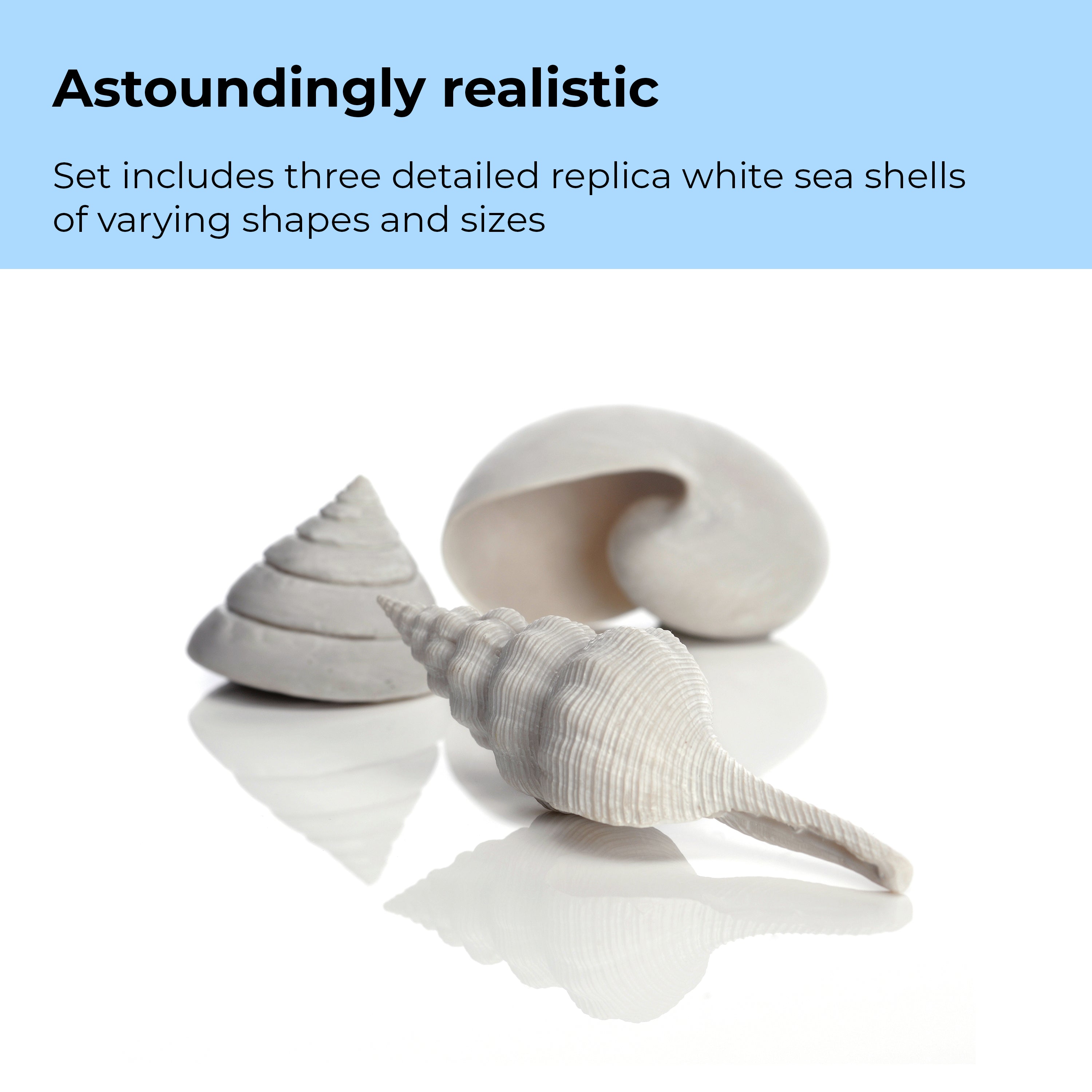 Sea Shell Set - Astoundingly realistic