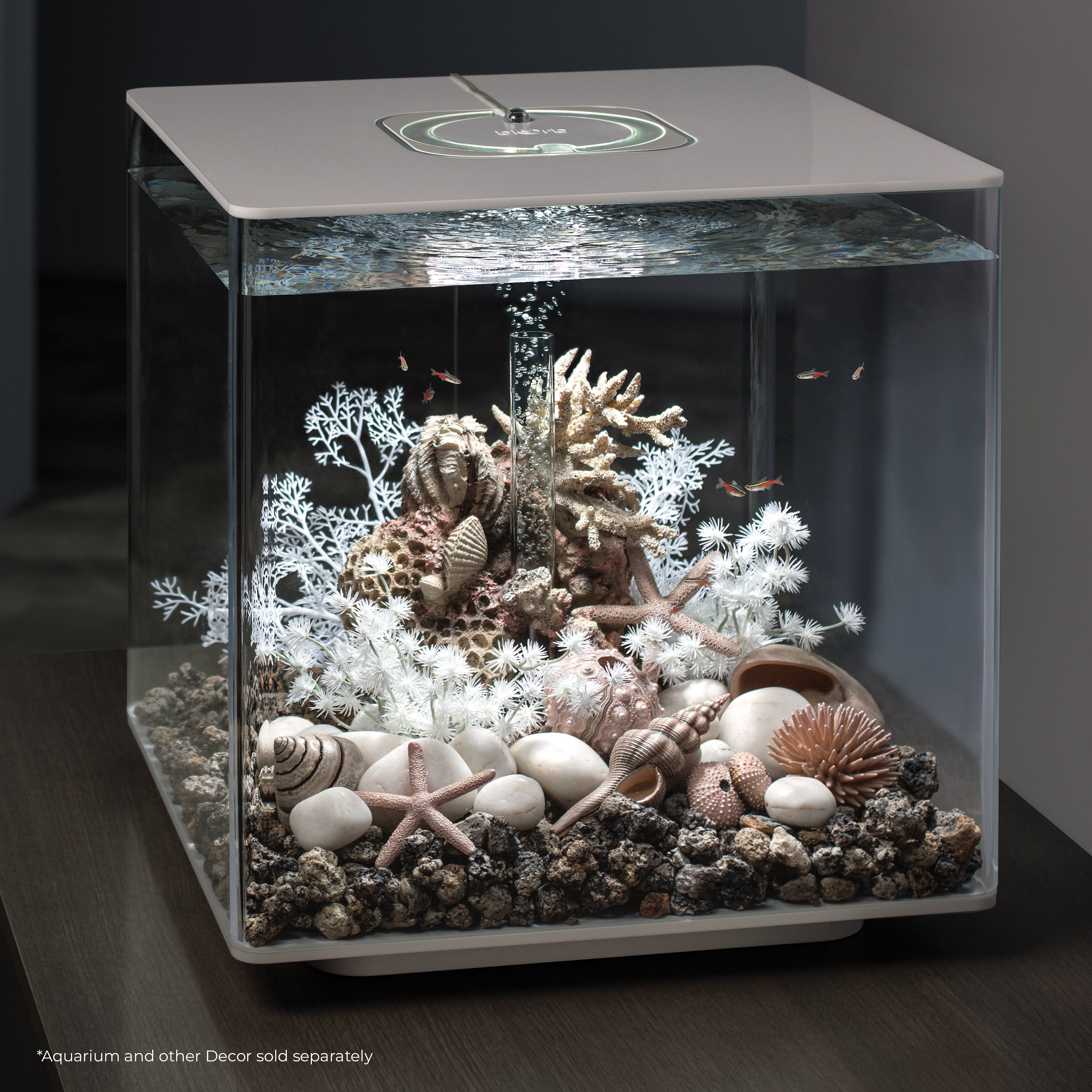 Sea Shell Set - Natural In use