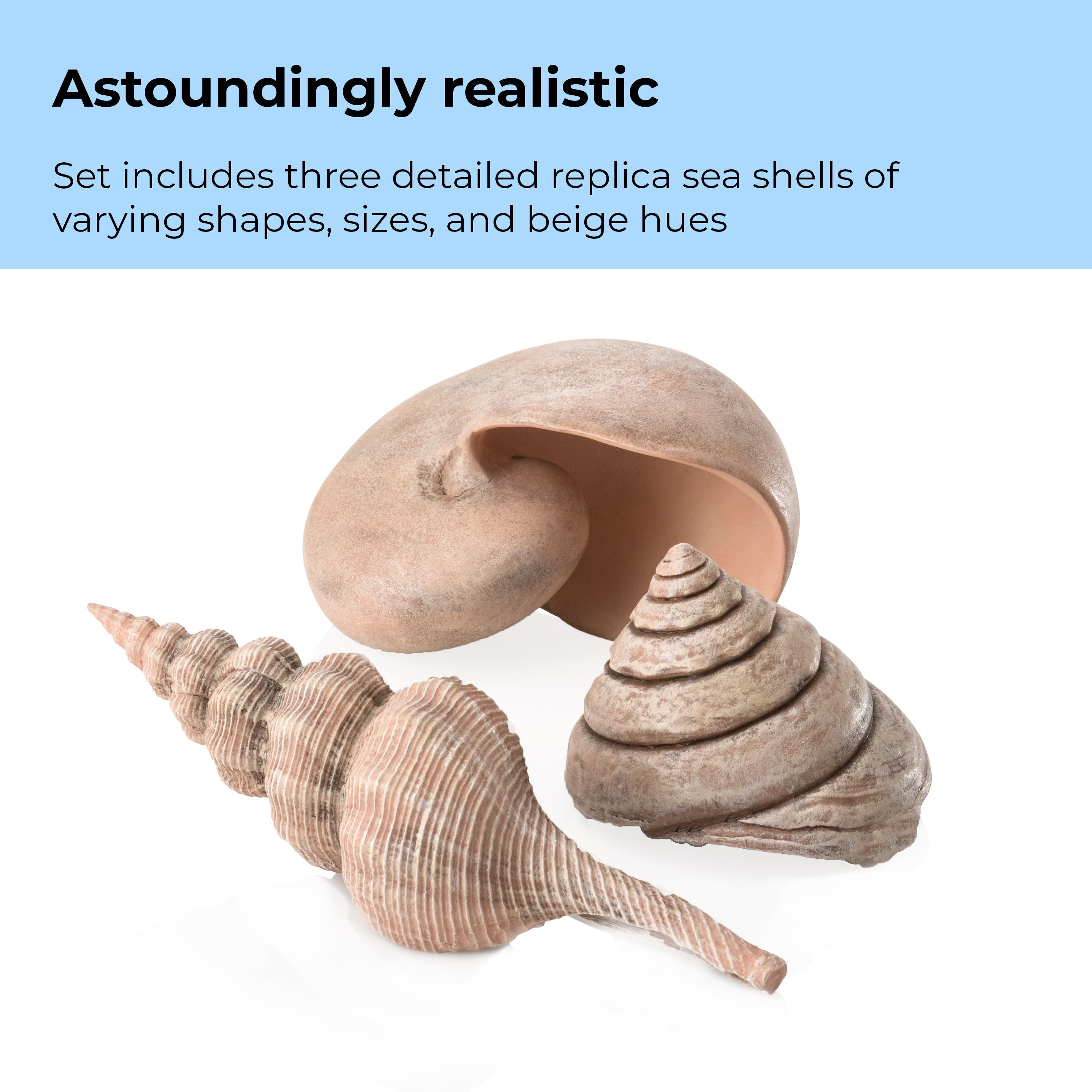 Sea Shell Set - Astoundingly realistic