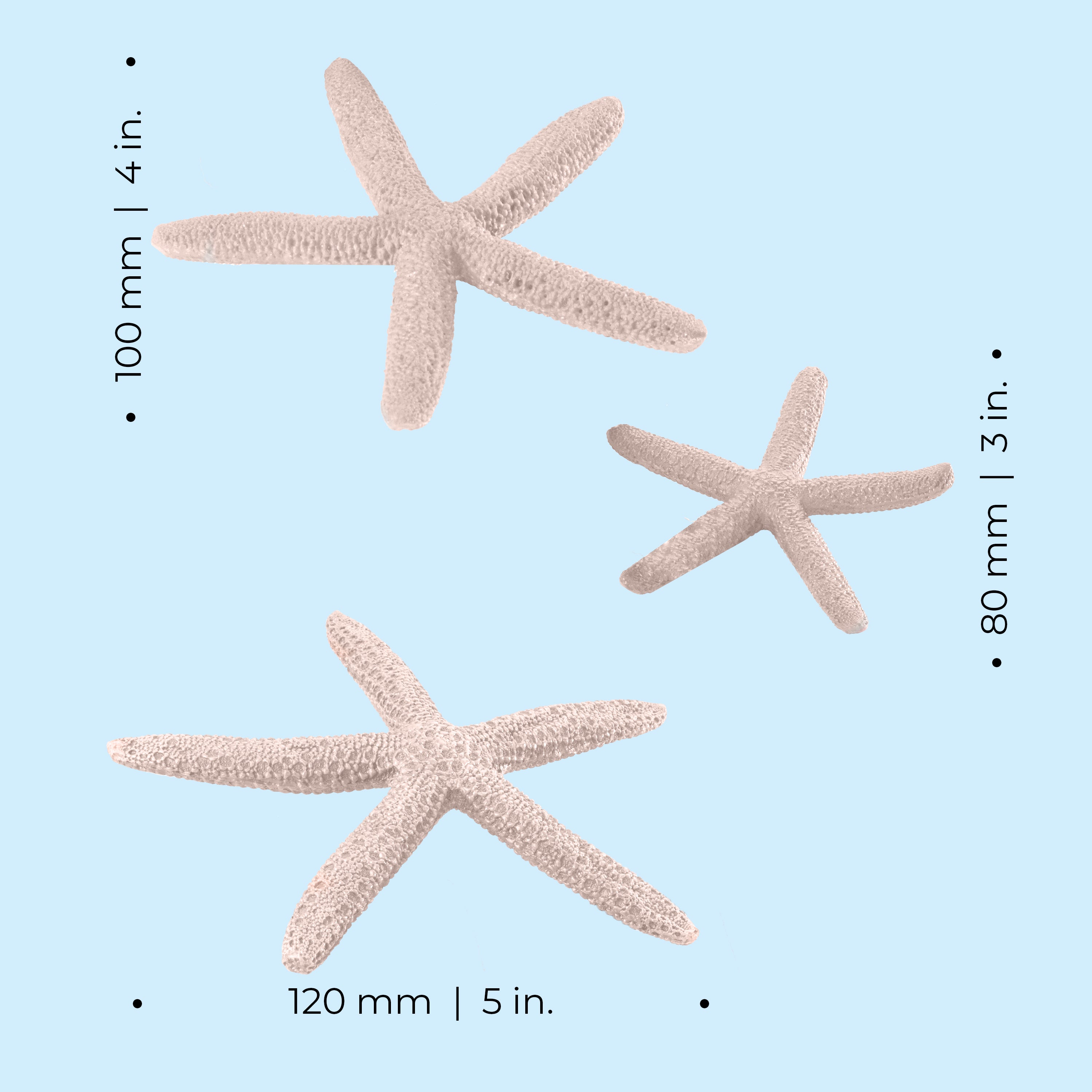 Starfish Set - Dimensions