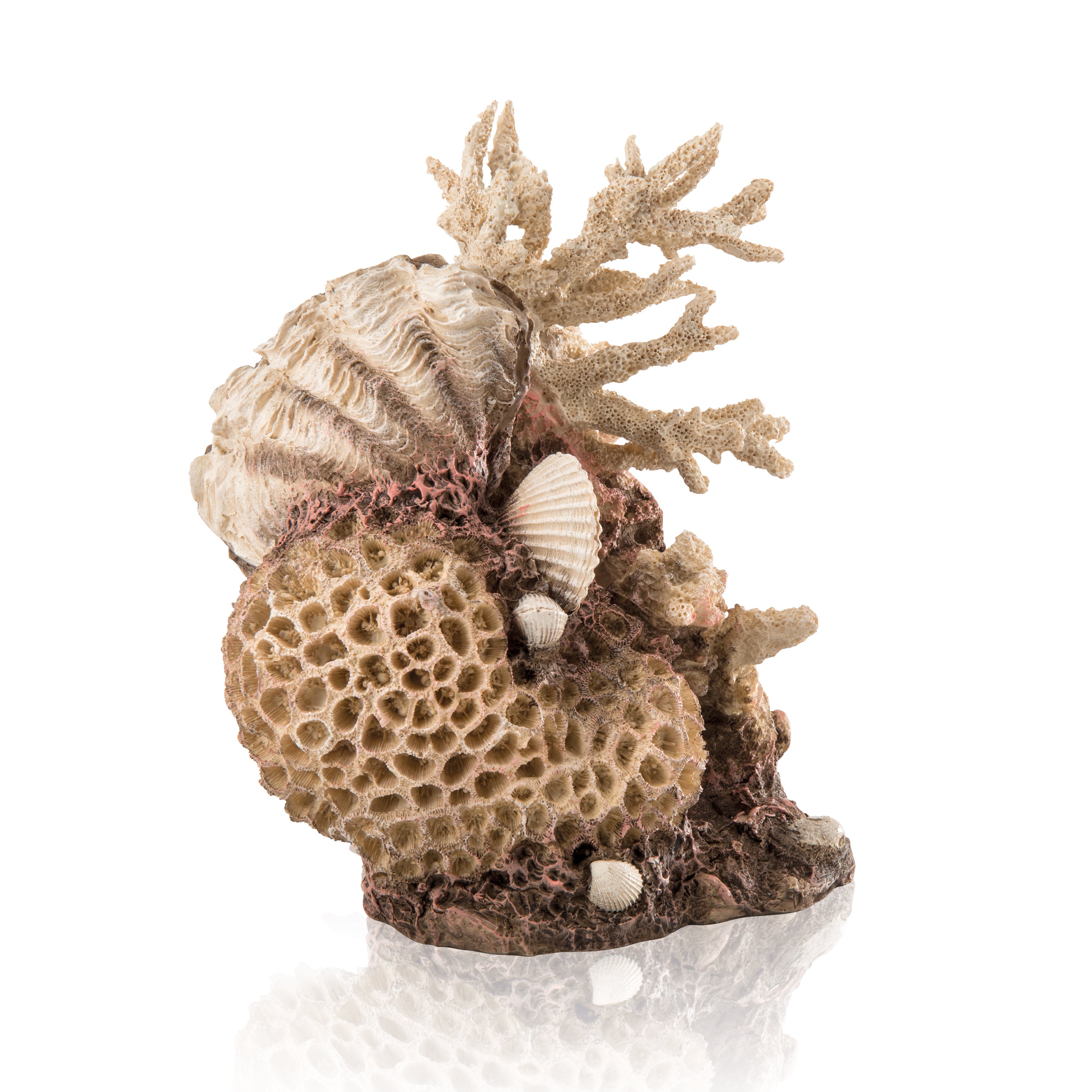 Coral with Shells Sculpture