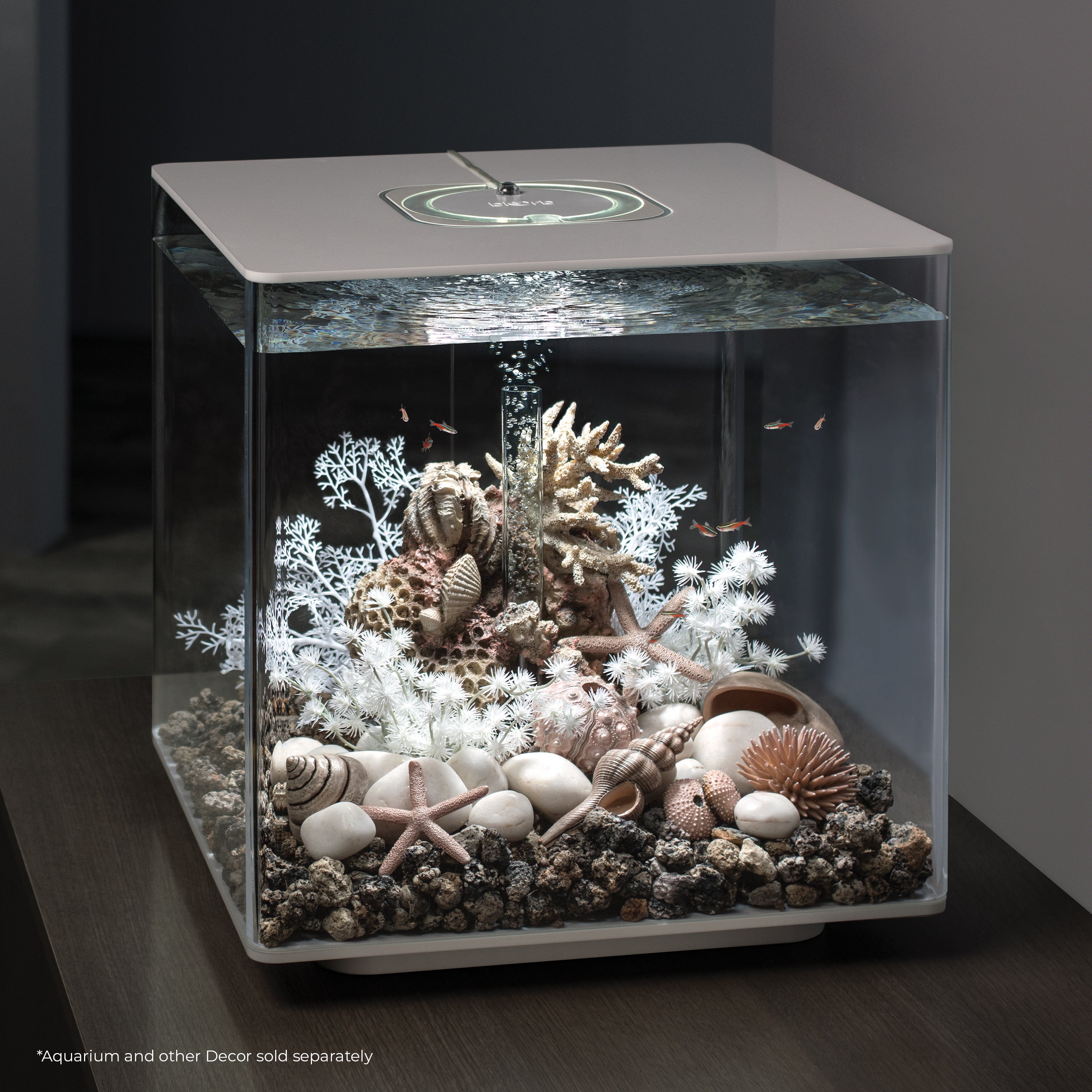 Coral with Shells Sculpture in use