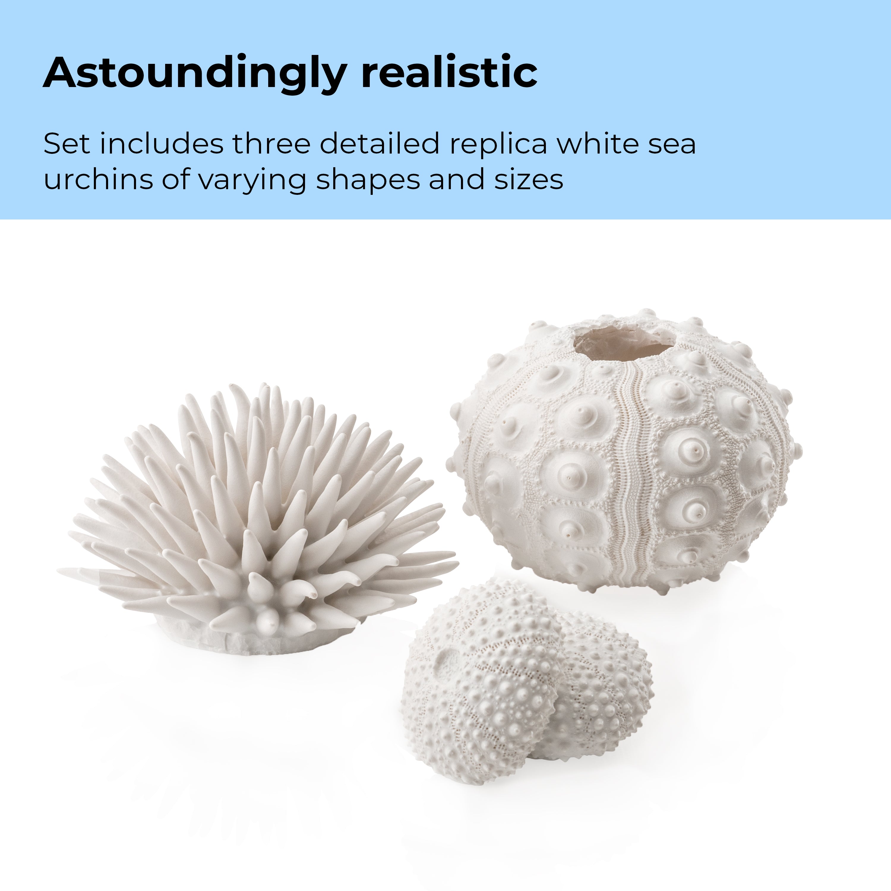 Sea Urchins Set - Astoundingly realistic