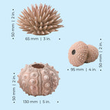 Sea Urchins Set - Dimensions
