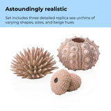Sea Urchins Set - Astoundingly realistic