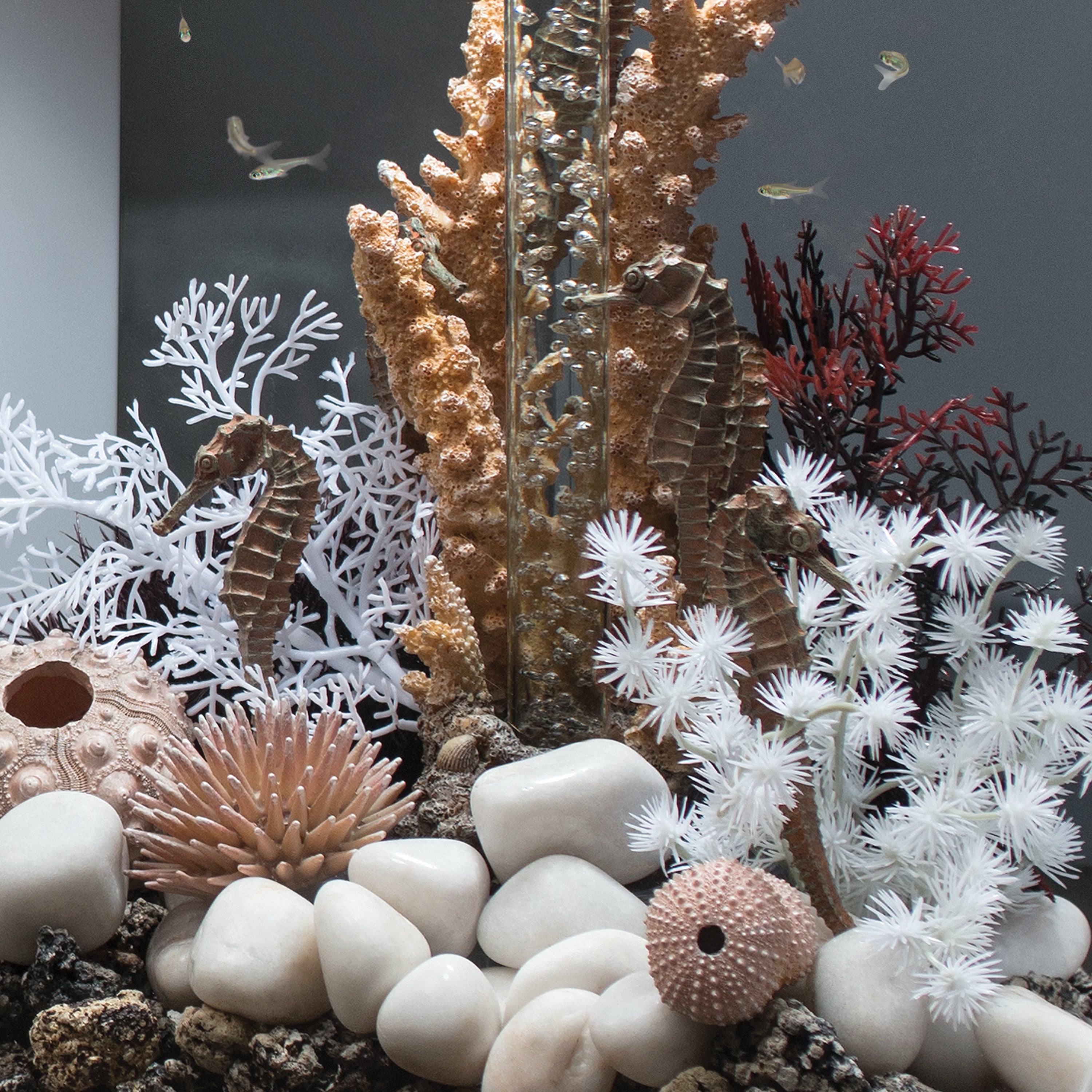 Sea Urchins Set - Natural In use