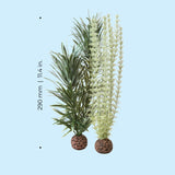 Grey-Green Ambulia Plant Set, medium - Dimensions