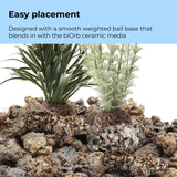 Grey-Green Ambulia Plant Set, large - Easy placement
