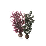 Dark Green Seapearls & Kelp Plant Set, small