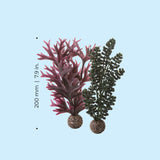 Dark Green Seapearls & Kelp Plant Set, small - Dimensions