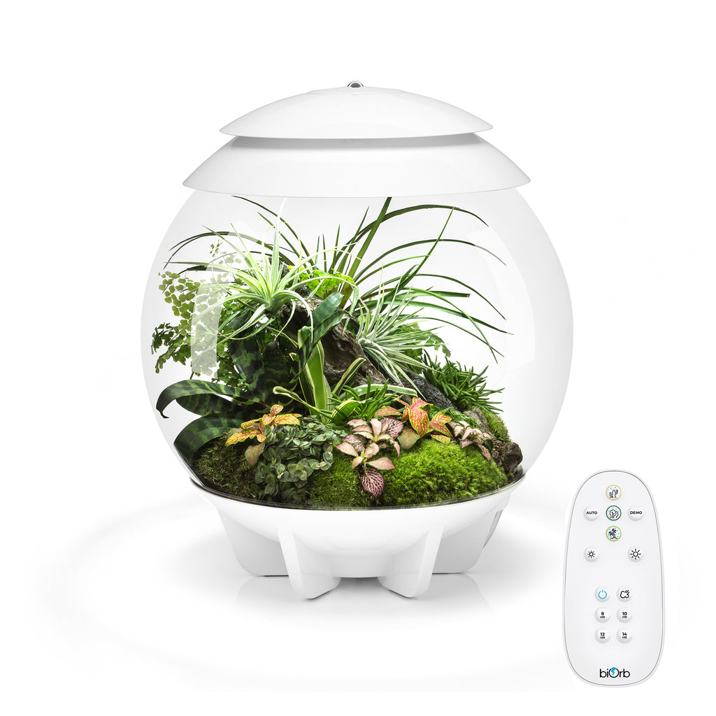 biOrb AIR 30 Terrarium Fully Automated Terrariums