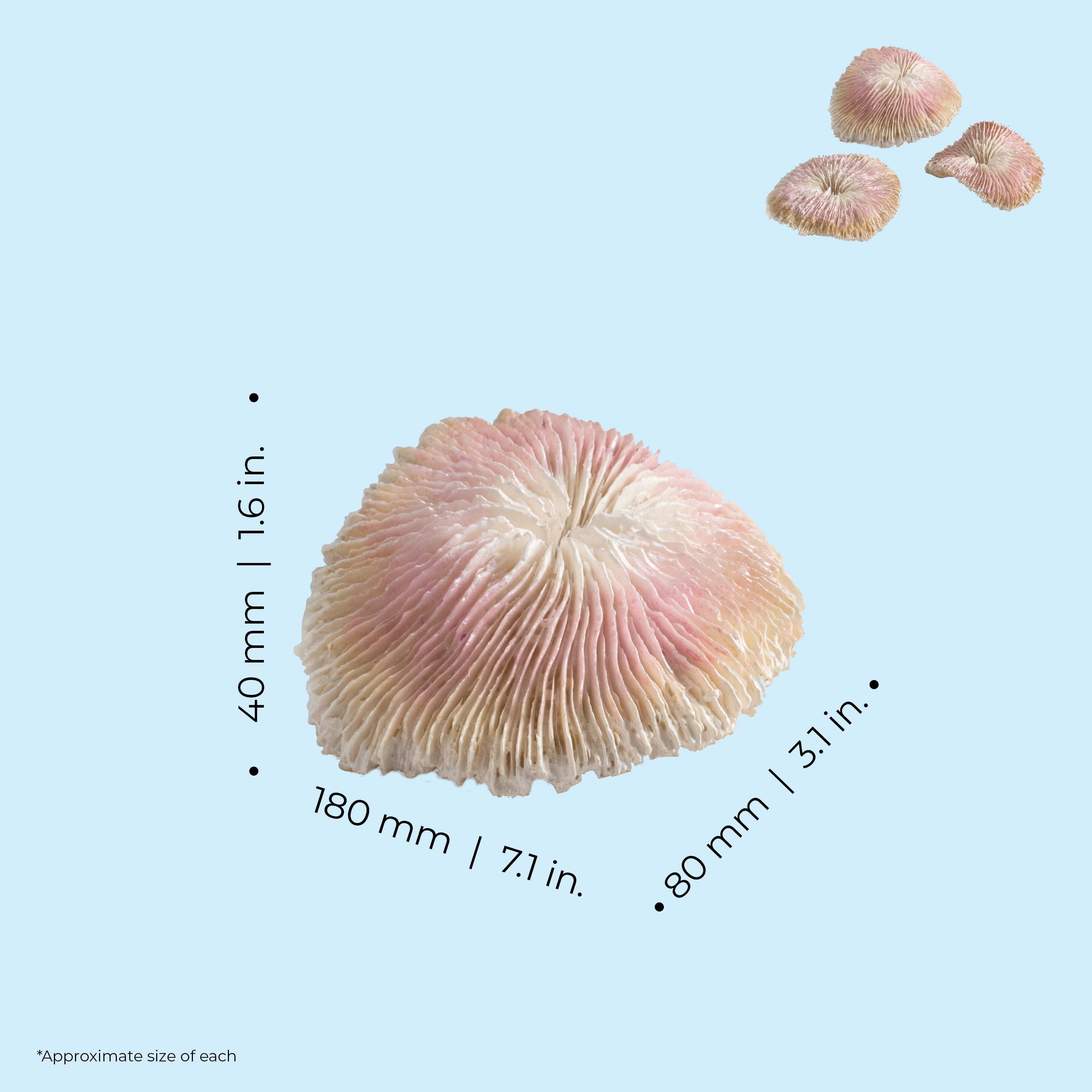 Seychelles Plate Coral Set - Dimensions