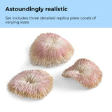 Seychelles Plate Coral Set - Astoundingly realistic