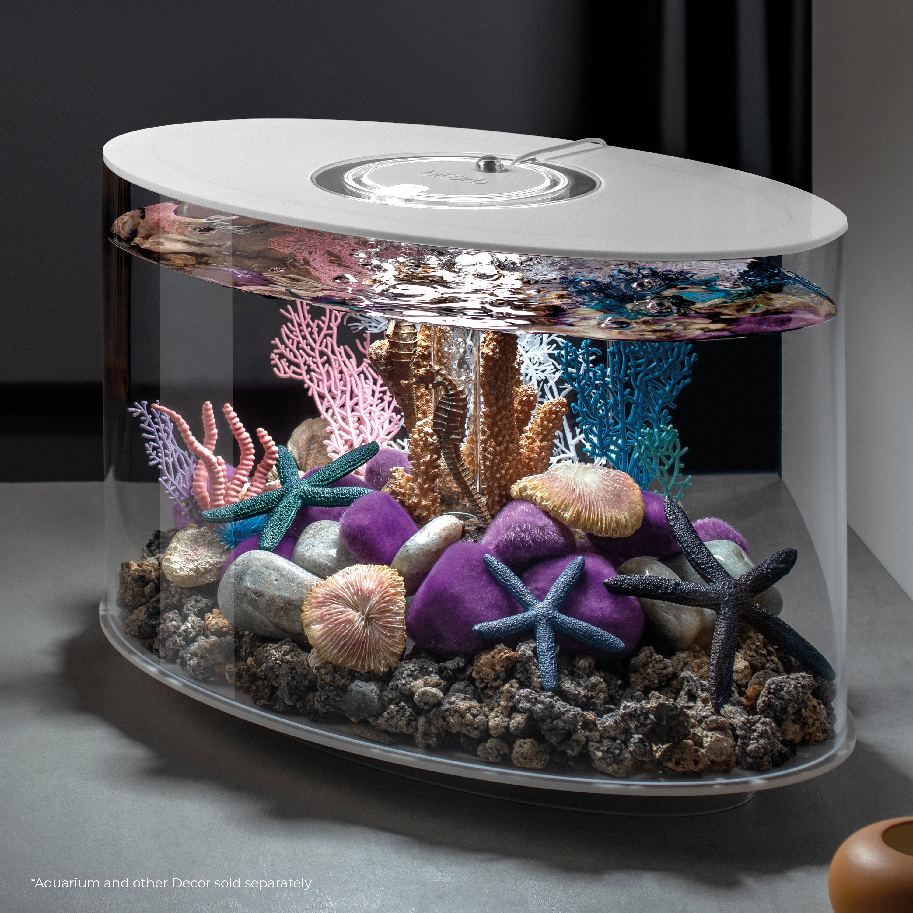 Seychelles Coral Fans & Shells Set - In use