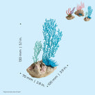 Seychelles Coral Fans & Shells Set - Dimensions