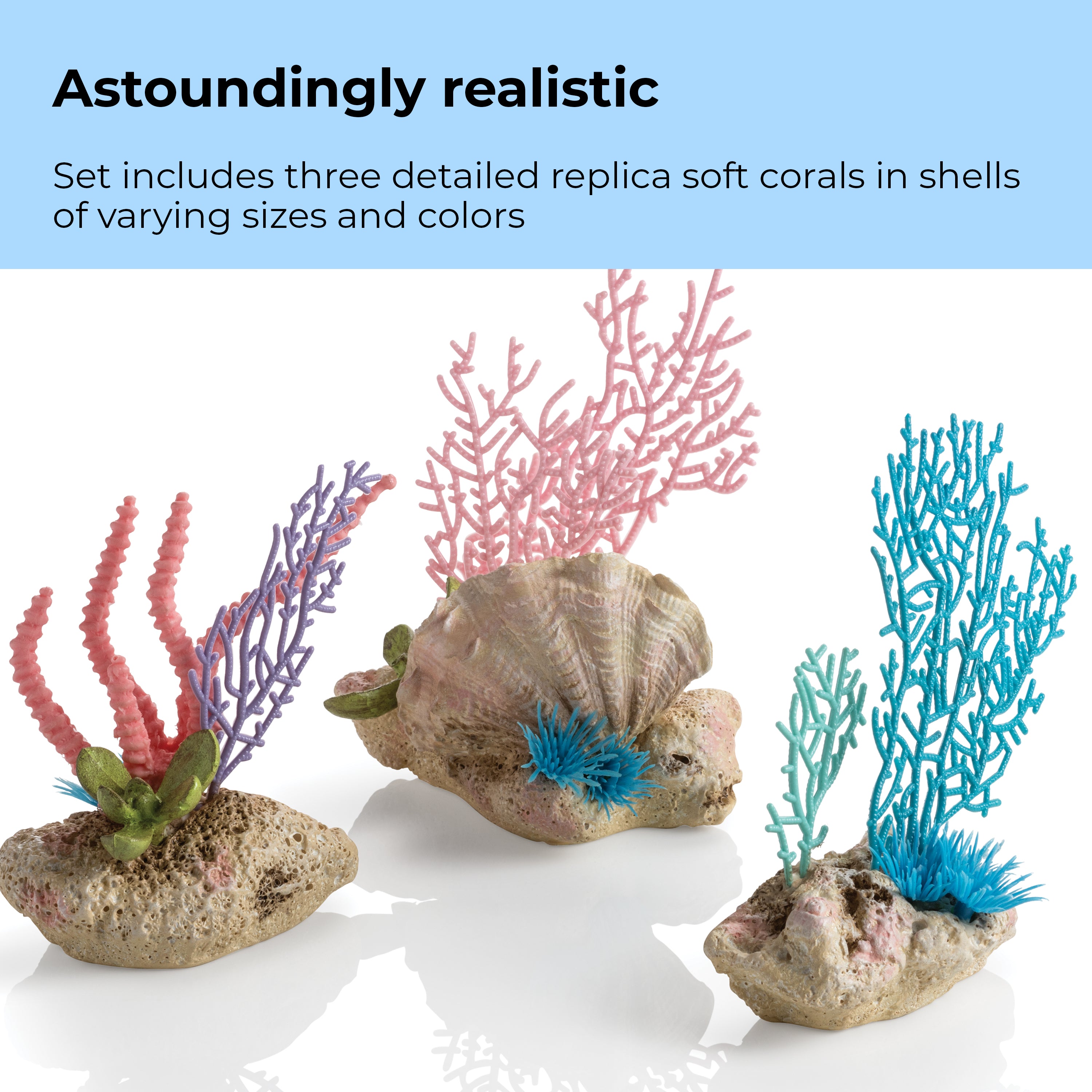 Seychelles Coral Fans & Shells Set - Astoundingly realistic