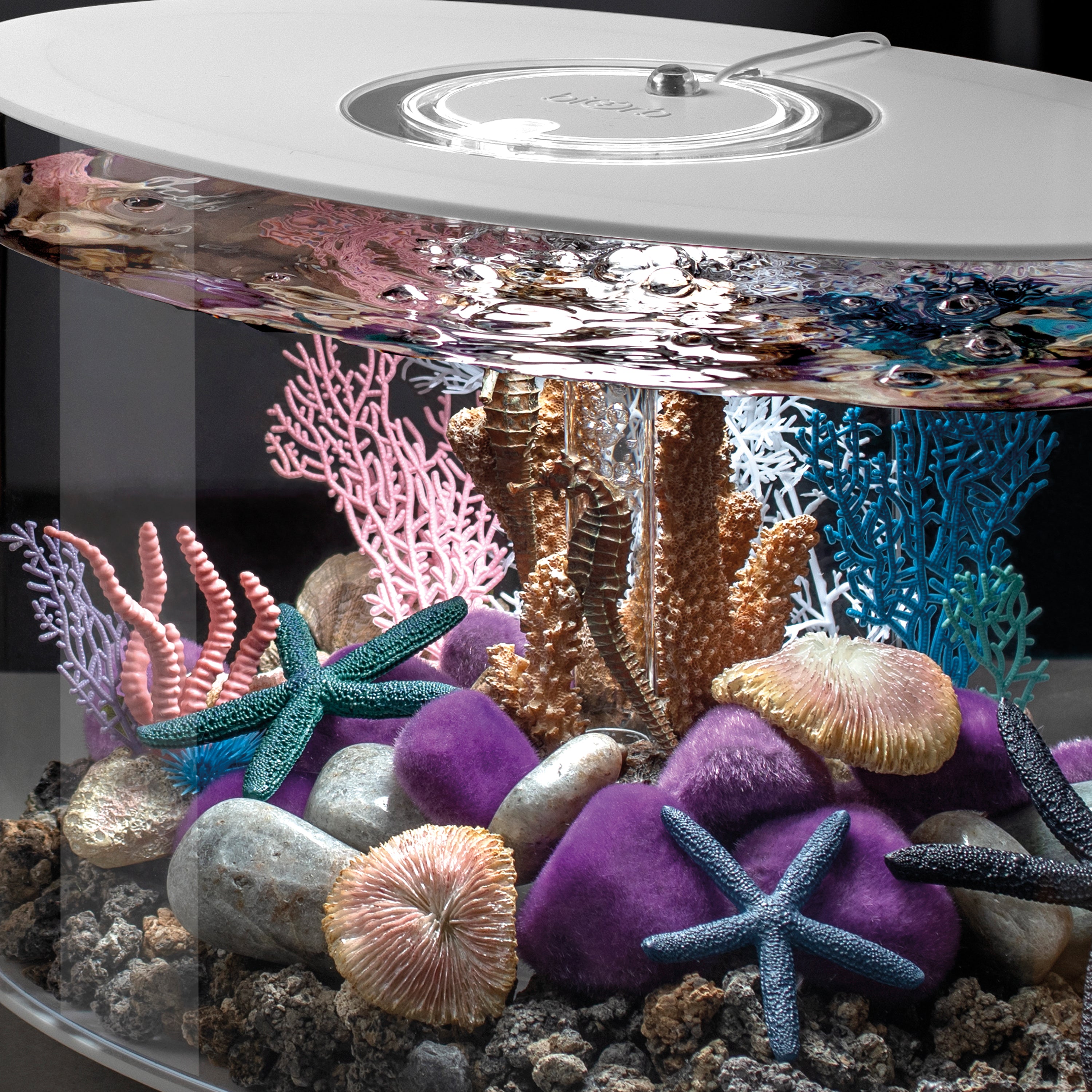 Seychelles Coral Fans & Shells Set - In use
