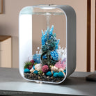 Seychelles Plate Corals & Button Polyps Set - In use