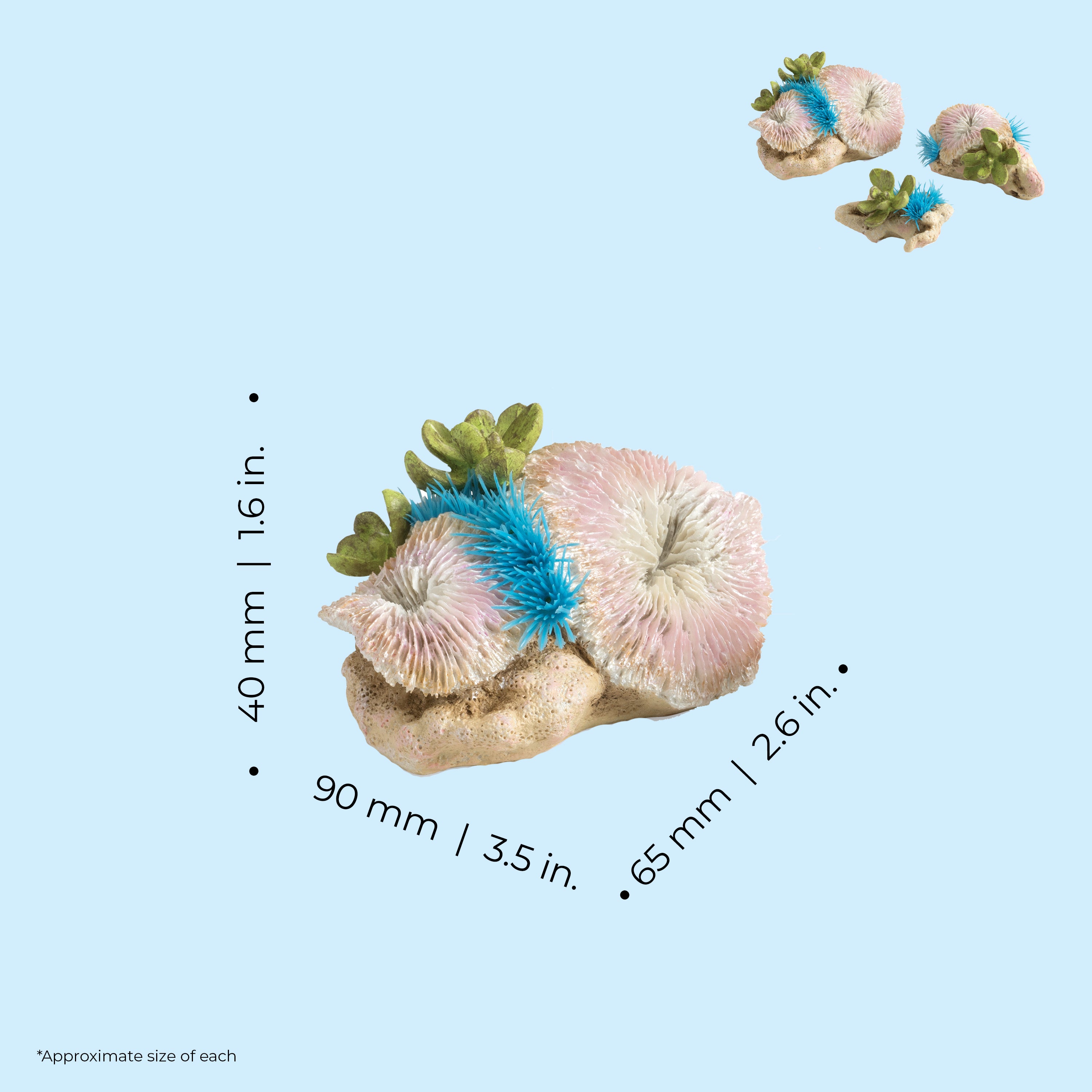 Seychelles Plate Corals & Button Polyps Set - Dimensions