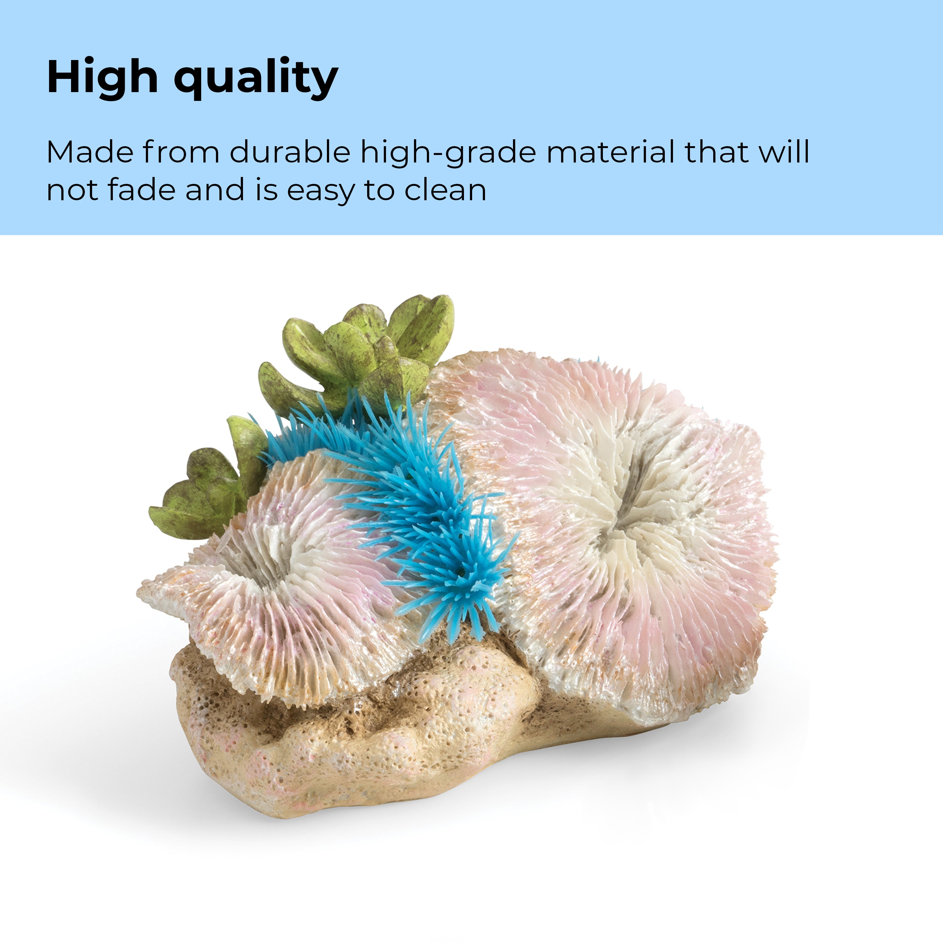 Seychelles Plate Corals & Button Polyps Set - High quality