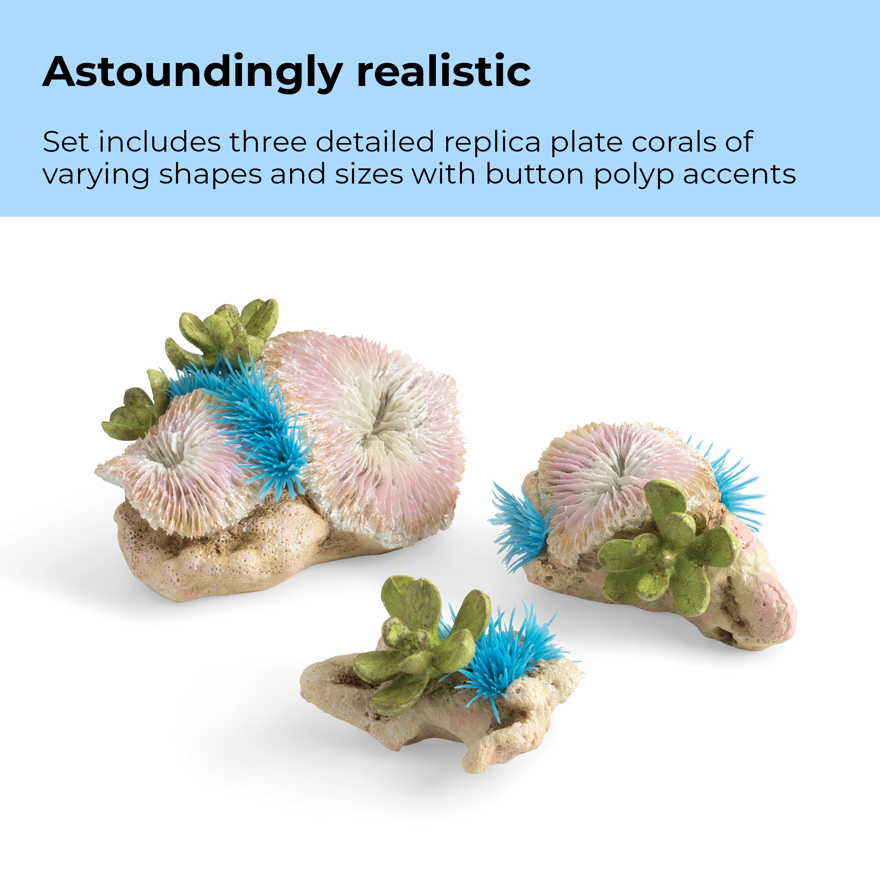 Seychelles Plate Corals & Button Polyps Set - Astoundingly realistic