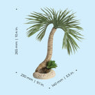 Seychelles Palm Tree Sculpture, large - Dimensions