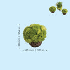 Coral Ball Set - Dimensions