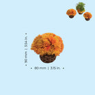 Coral Ball Set - Dimensions