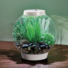 Tuvalu Décor Set in CLASSIC aquarium