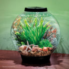 Palau Décor Set inside a CLASSIC aquarium