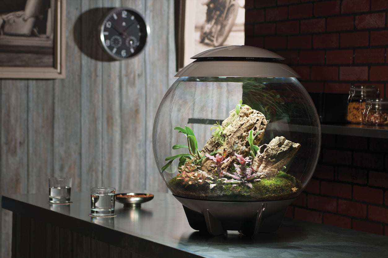 A unique biOrb AIR 60 terrarium, emitting a soft white light, sits on a darkened bartop.