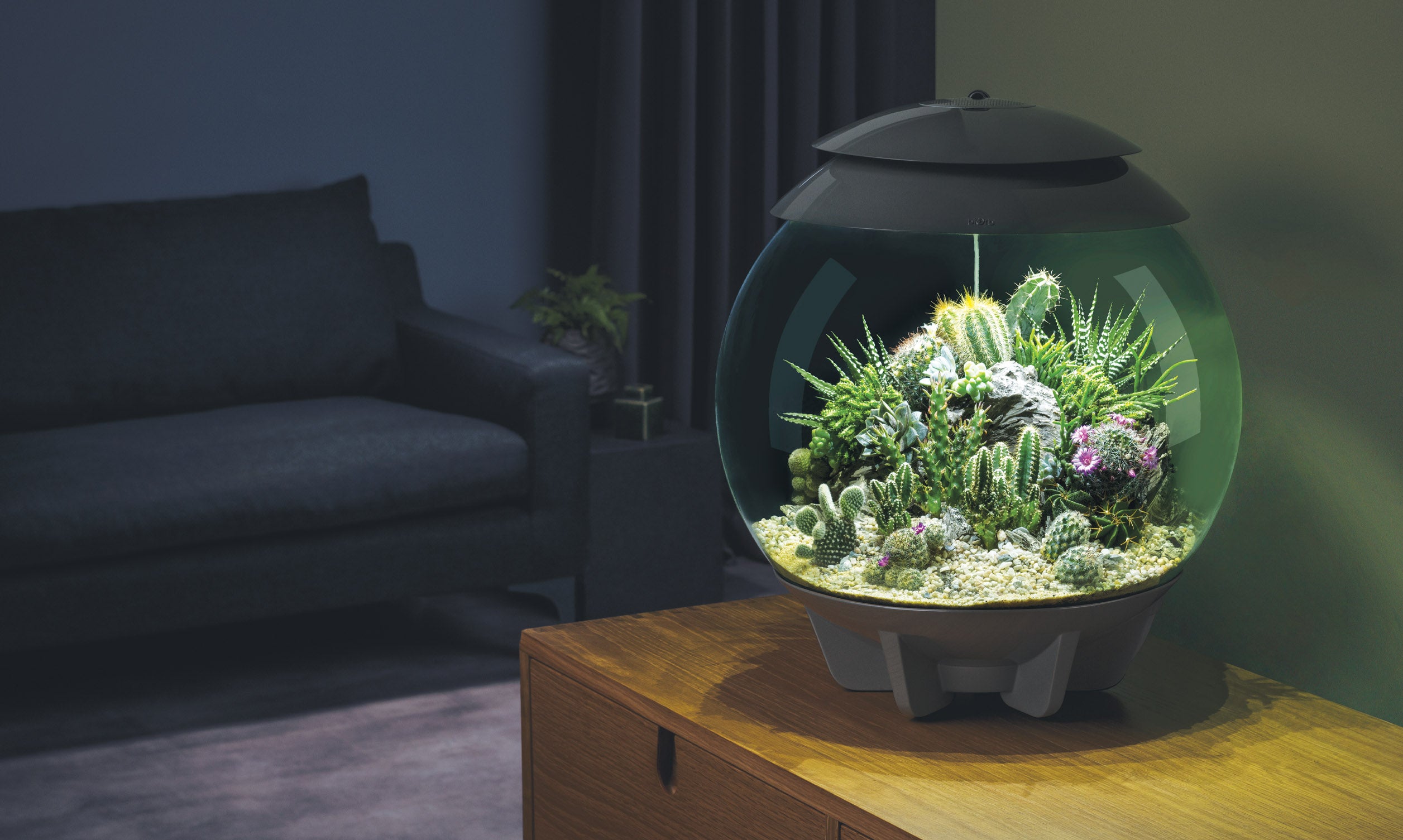 biOrb AIR 30 terrarium with arid plants