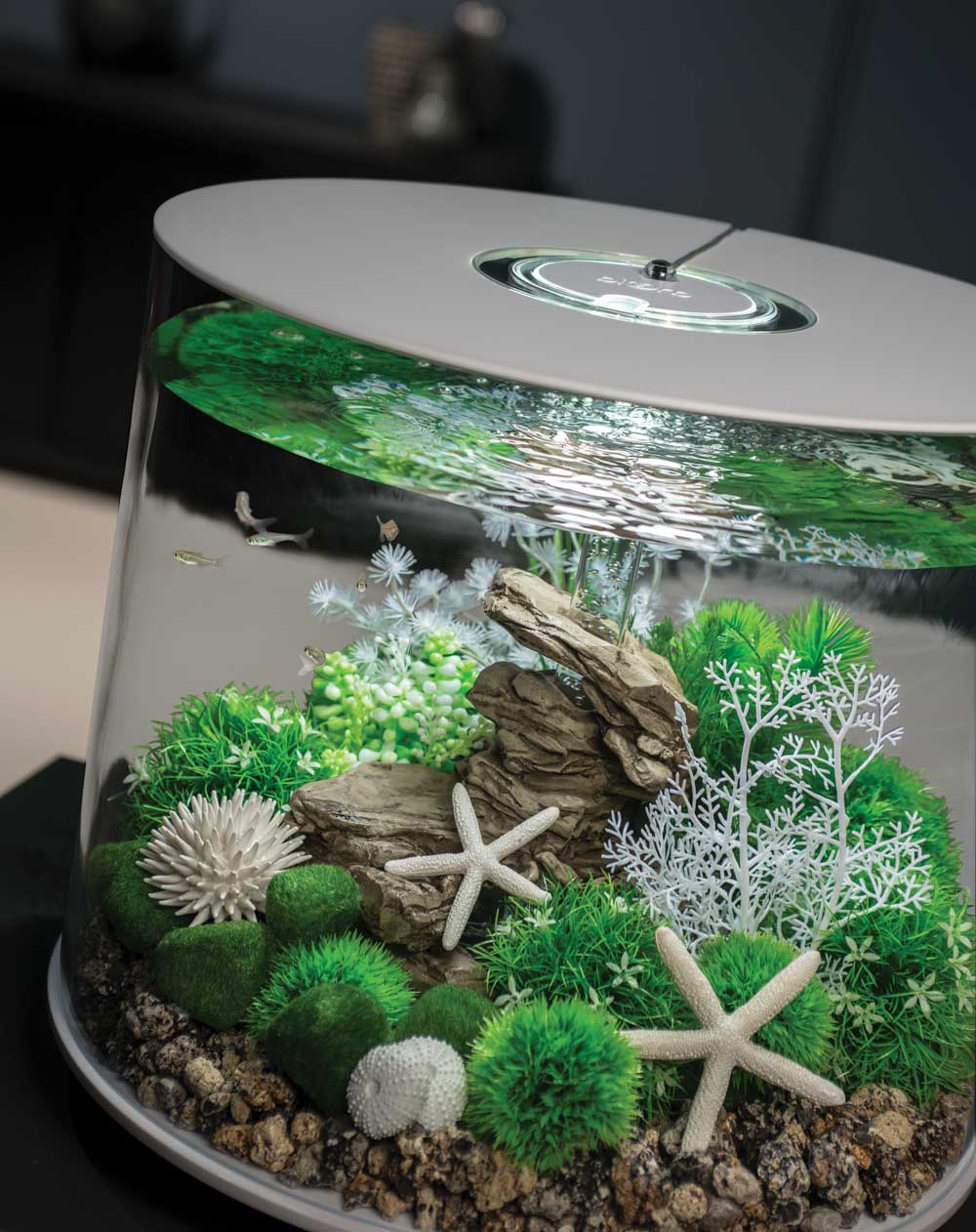 How to Choose the Right Fish for Your biOrb Aquarium