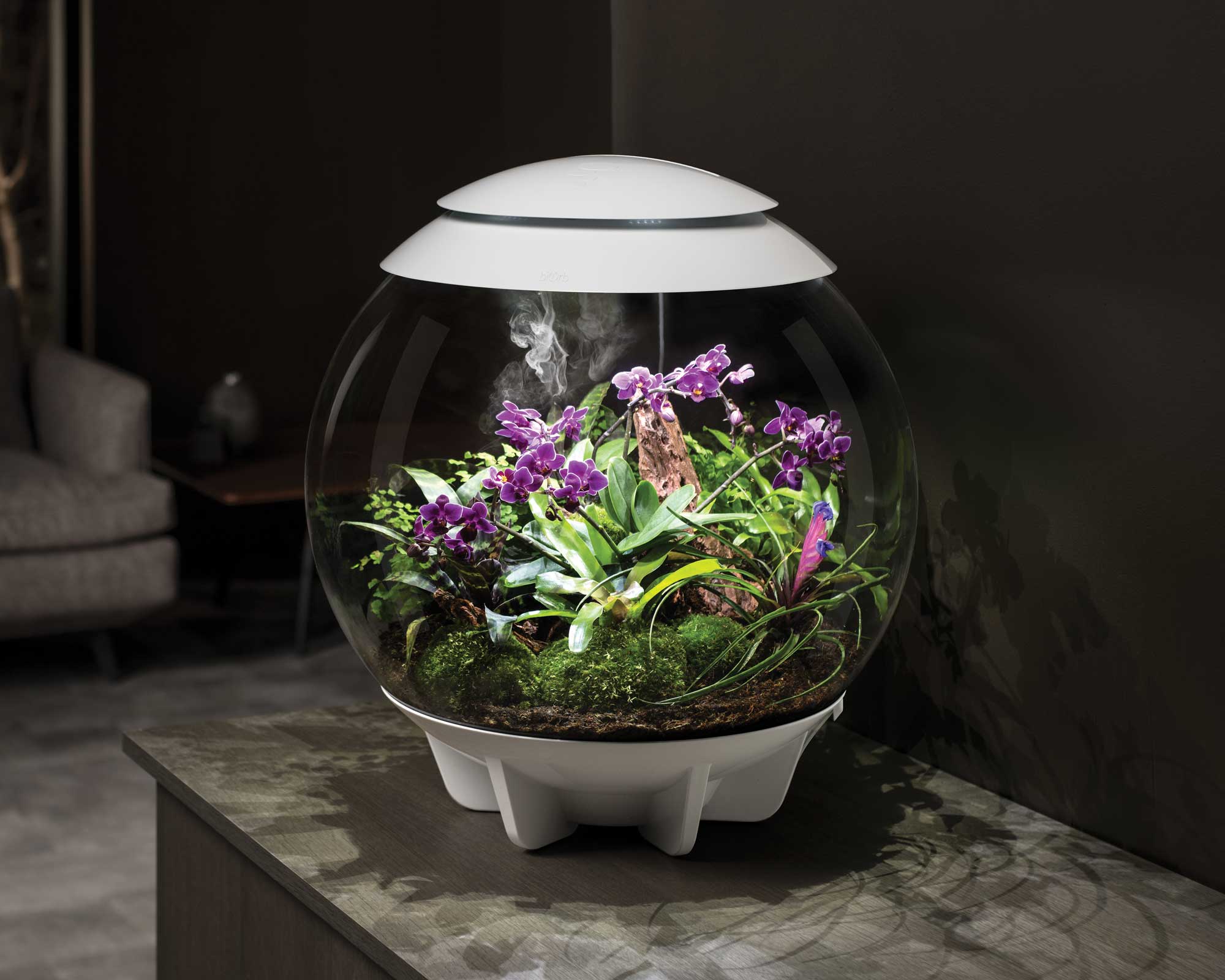 AIR 60 Terrarium with plants on a table in a dimly lit room