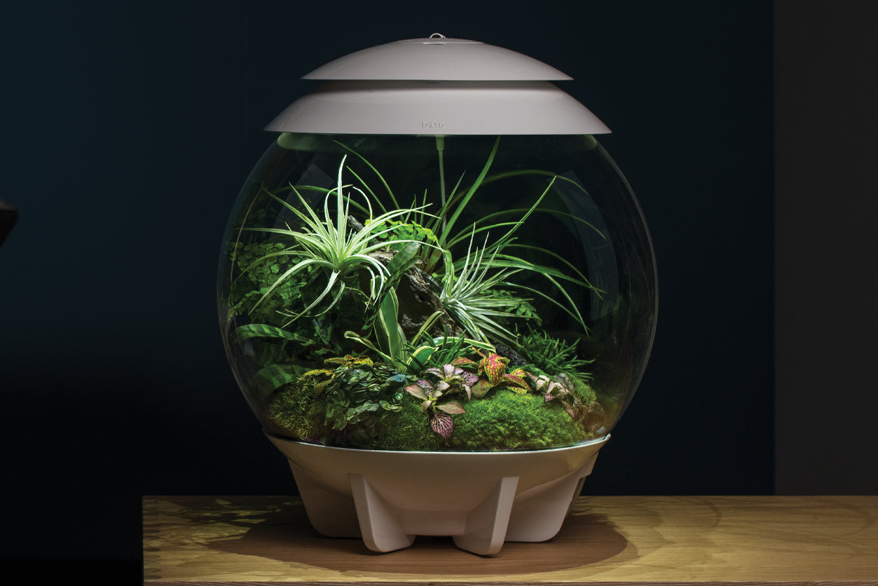 A biOrb AIR 30 terrarium filled with various tropical foliage