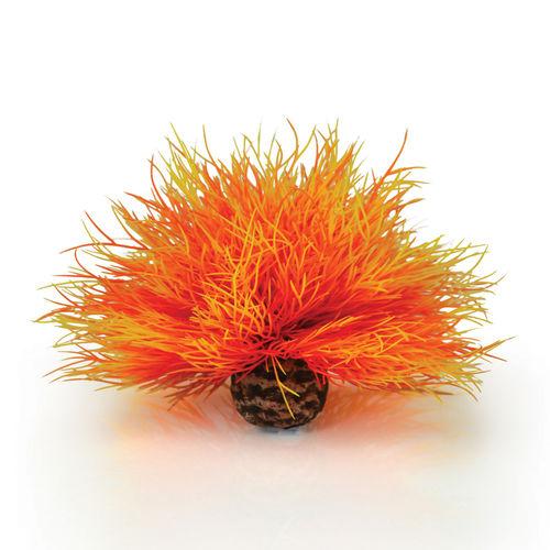 Sea Lily available in Orange