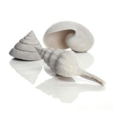 Seashell Set