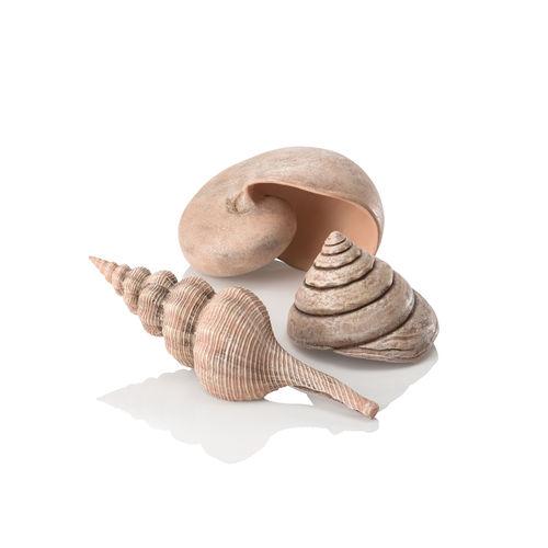 Sea Shell Set of 3 available in Natural